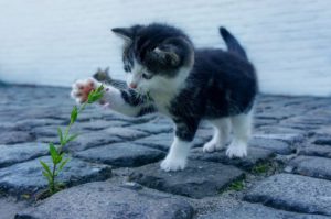 cat, flower, kitten-2536662.jpg